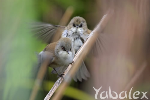 oiseau blanc de endémique sur exotique