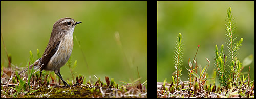 Extrait de nature - Yabalex